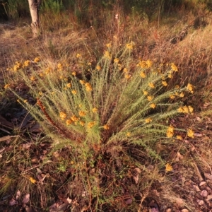 Chrysocephalum semipapposum at Farrer, ACT - 27 Feb 2023