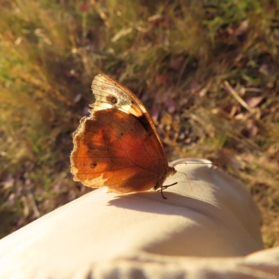 Heteronympha merope (Common Brown Butterfly) at Farrer, ACT - 27 Feb 2023 by MatthewFrawley