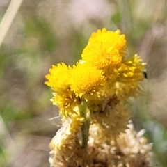 Chrysocephalum apiculatum (Common Everlasting) at Jindabyne, NSW - 28 Feb 2023 by trevorpreston