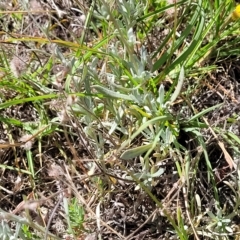 Chrysocephalum apiculatum at Jindabyne, NSW - 28 Feb 2023