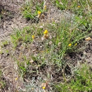 Chrysocephalum apiculatum at Jindabyne, NSW - 28 Feb 2023 11:07 AM