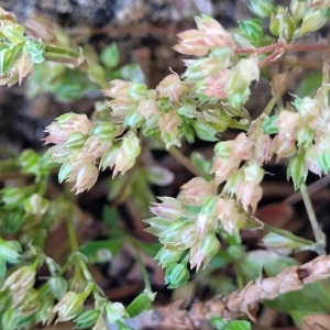 Polycarpon tetraphyllum at Jindabyne, NSW - 28 Feb 2023 10:51 AM