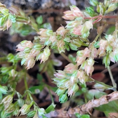 Polycarpon tetraphyllum (Four-leaf Allseed) at Jindabyne, NSW - 27 Feb 2023 by trevorpreston