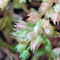 Polycarpon tetraphyllum at Jindabyne, NSW - 28 Feb 2023 10:51 AM