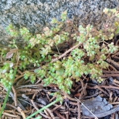 Polycarpon tetraphyllum at Jindabyne, NSW - 28 Feb 2023 10:51 AM