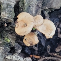 Unverified Cap on a stem; gills below cap [mushrooms or mushroom-like] at Jindabyne, NSW - 28 Feb 2023 by trevorpreston