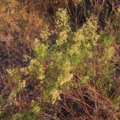 Cassinia quinquefaria (Rosemary Cassinia) at Farrer Ridge - 27 Feb 2023 by MatthewFrawley