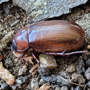 Melolonthinae (subfamily) at Jindabyne, NSW - 28 Feb 2023 11:17 AM