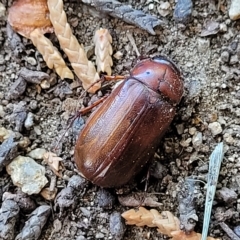 Melolonthinae sp. (subfamily) at Jindabyne, NSW - 28 Feb 2023