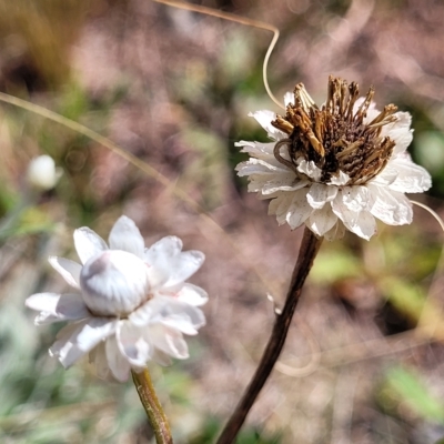 Ammobium alatum (Winged Everlasting) at Jindabyne, NSW - 28 Feb 2023 by trevorpreston