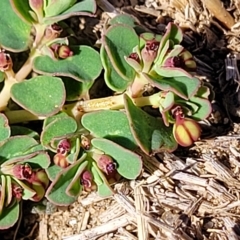 Euphorbia dallachyana (Mat Spurge, Caustic Weed) at Jindabyne, NSW - 28 Feb 2023 by trevorpreston