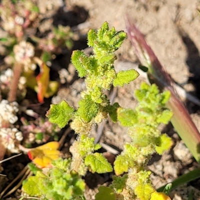 Dysphania pumilio (Small Crumbweed) at Jindabyne, NSW - 28 Feb 2023 by trevorpreston