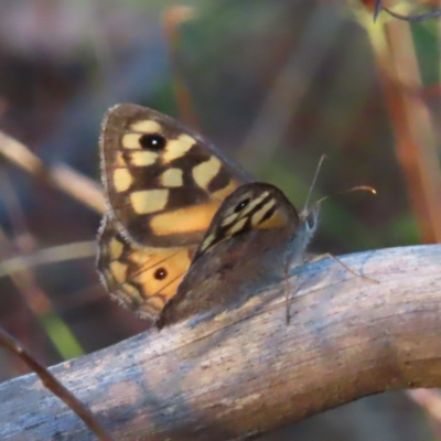 Geitoneura klugii (Marbled Xenica) at Farrer, ACT - 27 Feb 2023 by MatthewFrawley