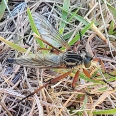 Zosteria sp. (genus) (Common brown robber fly) at Jindabyne, NSW - 28 Feb 2023 by trevorpreston