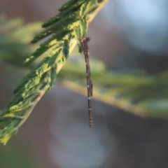 Austrolestes leda (Wandering Ringtail) at Farrer Ridge - 27 Feb 2023 by MatthewFrawley