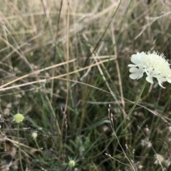 Scabiosa atropurpurea (Pincushion Plant) at Numeralla, NSW - 27 Feb 2023 by brunonia