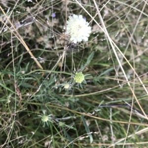 Scabiosa atropurpurea at Numeralla, NSW - 27 Feb 2023