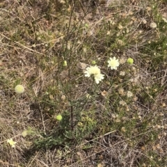 Scabiosa atropurpurea at Numeralla, NSW - 27 Feb 2023