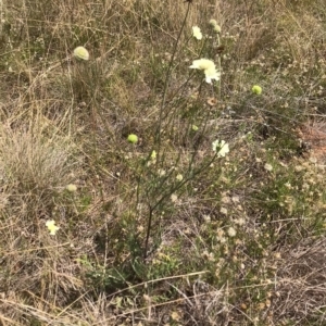 Scabiosa atropurpurea at Numeralla, NSW - 27 Feb 2023