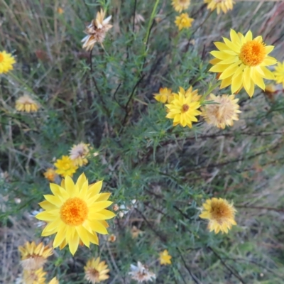 Xerochrysum viscosum (Sticky Everlasting) - 27 Feb 2023 by MatthewFrawley