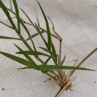 Cynodon dactylon (Couch Grass) at Fadden, ACT - 28 Feb 2023 by KumikoCallaway