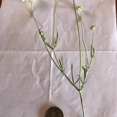 Scabiosa atropurpurea (Pincushion Plant) at Numeralla, NSW - 28 Feb 2023 by brunonia