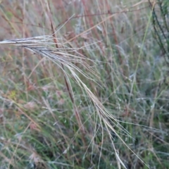 Anthosachne scabra at Undefined Area - 27 Feb 2023