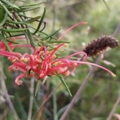 Grevillea juniperina (Grevillea) at Fadden, ACT - 26 Feb 2023 by KumikoCallaway