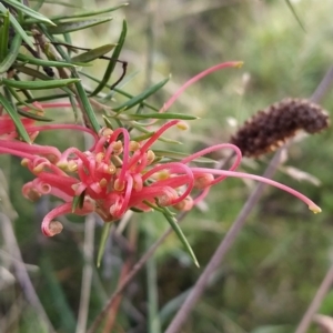 Grevillea juniperina at Fadden, ACT - 27 Feb 2023 07:37 AM