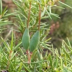 Grevillea juniperina at Fadden, ACT - 27 Feb 2023