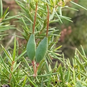 Grevillea juniperina at Fadden, ACT - 27 Feb 2023 07:37 AM