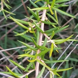 Grevillea juniperina at Fadden, ACT - 27 Feb 2023 07:37 AM