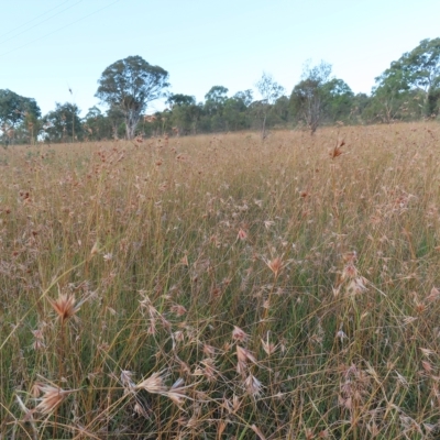 Themeda triandra (Kangaroo Grass) at Farrer Ridge - 27 Feb 2023 by MatthewFrawley