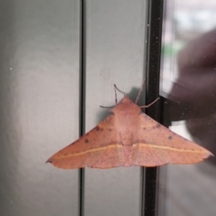 Oenochroma vinaria (Pink-bellied Moth, Hakea Wine Moth) at Burrumbuttock, NSW - 28 Feb 2023 by RobCook