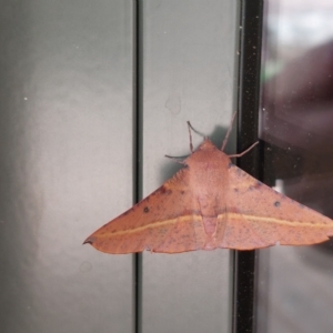 Oenochroma vinaria at Burrumbuttock, NSW - 28 Feb 2023