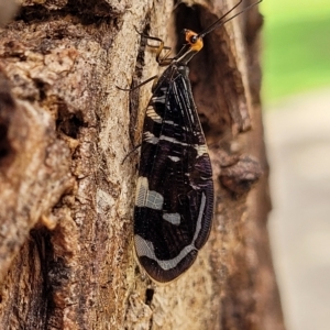 Porismus strigatus at Jindabyne, NSW - 28 Feb 2023