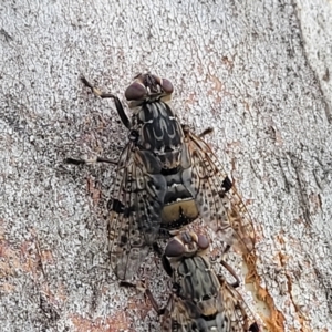 Euprosopia sp. (genus) at Jindabyne, NSW - 28 Feb 2023