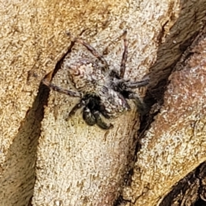 Servaea sp. (genus) at Jindabyne, NSW - 28 Feb 2023