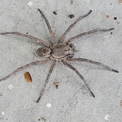 Portacosa cinerea (Grey wolf spider) at Jindabyne, NSW - 28 Feb 2023 by trevorpreston