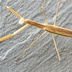 Tenodera australasiae (Purple-winged mantid) at Jindabyne, NSW - 28 Feb 2023 by trevorpreston