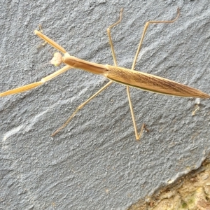 Tenodera australasiae at Jindabyne, NSW - 28 Feb 2023 01:00 PM