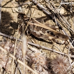 Oedaleus australis (Australian Oedaleus) at Jindabyne, NSW - 28 Feb 2023 by trevorpreston