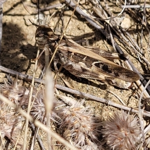 Oedaleus australis at Jindabyne, NSW - 28 Feb 2023