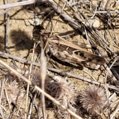 Oedaleus australis at Jindabyne, NSW - 28 Feb 2023 11:50 AM