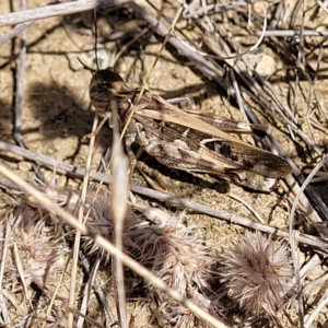 Oedaleus australis at Jindabyne, NSW - 28 Feb 2023