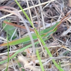 Acrida conica (Giant green slantface) at Jindabyne, NSW - 28 Feb 2023 by trevorpreston