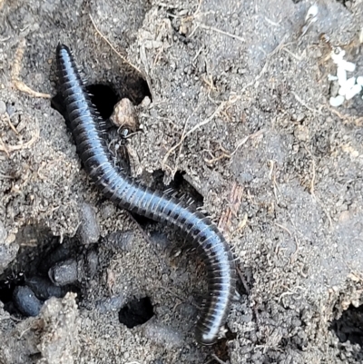 Ommatoiulus moreleti (Portuguese Millipede) at Jindabyne, NSW - 28 Feb 2023 by trevorpreston