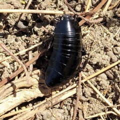 Platyzosteria melanaria (Common Eastern Litter Runner) at Jindabyne, NSW - 28 Feb 2023 by trevorpreston