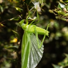 Caedicia simplex (Common Garden Katydid) at Acton, ACT - 28 Feb 2023 by Roger