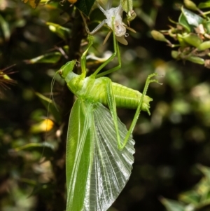 Caedicia simplex at Acton, ACT - 28 Feb 2023